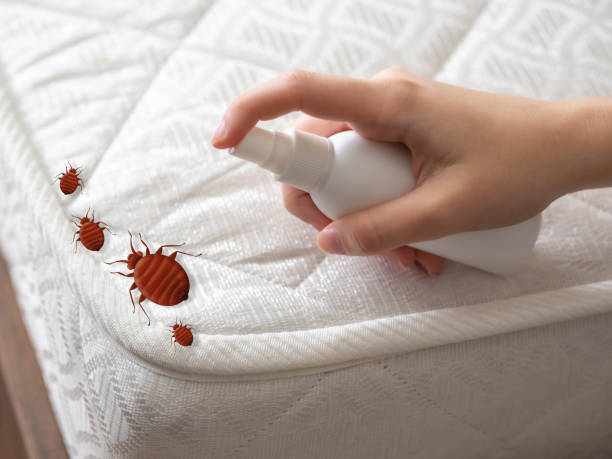 Best Mosquito Control Services  in Lindenwold, NJ