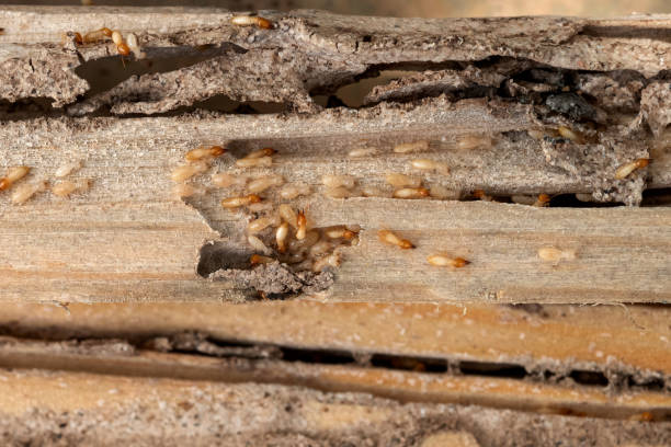 Best Wasp Removal Services  in Lindenwold, NJ